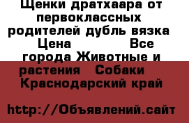 Щенки дратхаара от первоклассных  родителей(дубль вязка) › Цена ­ 22 000 - Все города Животные и растения » Собаки   . Краснодарский край